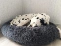 Nowoczesne legowisko dla psów - wygoda dla Twojego pupila