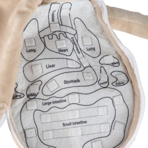 plaintext
Edukacyjna lalka anatomiczna dla dzieci - Daj swojemu maluchowi naukę!