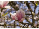 70x50cm Obraz Wiosenna magnolia kwitnące różowe pąki    ścian  