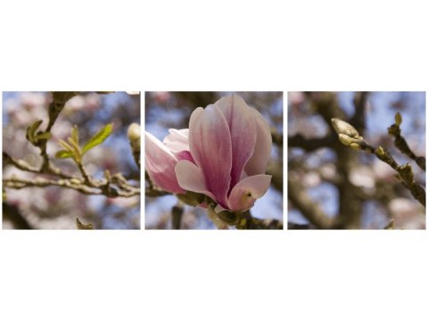 Obraz Wiosenna magnolia kwitnące różowe pąki 