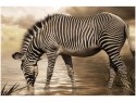60x40cm Zebra wodopoju obraz      