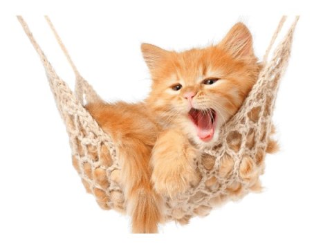 Obraz Kotek jego hamak