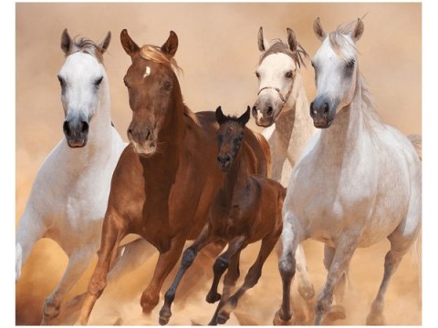 40x50cm Obraz Konie biegnące galopem obraz      
