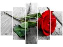 Obraz Red rose