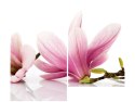 80x70cm Różowe magnolie duo obraz      