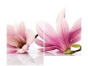 80x70cm Różowe magnolie duo obraz      
