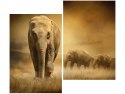 80x70cm Wędrujące słonie duo obraz      