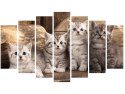 Obraz koty brytyjskie kocięta kotki
