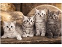 Obraz koty brytyjskie kocięta kotki