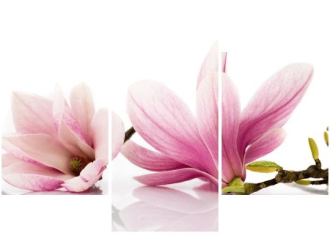 90x60cm obraz Różowe magnolie trzy obrazy      