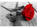 60x40cm Obraz Red rose      