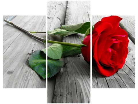 Obraz Red rose