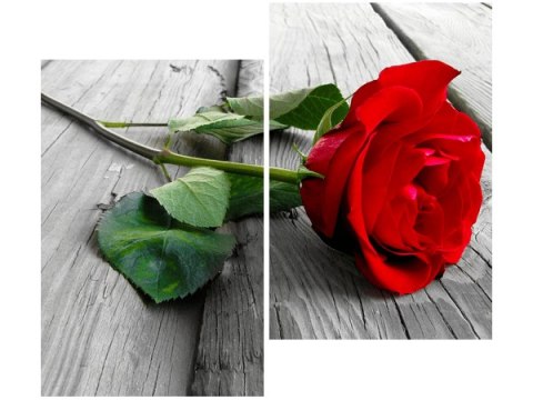 80x70cm Obraz Red rose duo obraz      