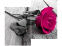 80x70cm Różowa różyczka duo obraz      