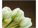 60x50cm Białe tulipany obraz   ścian   drewniane