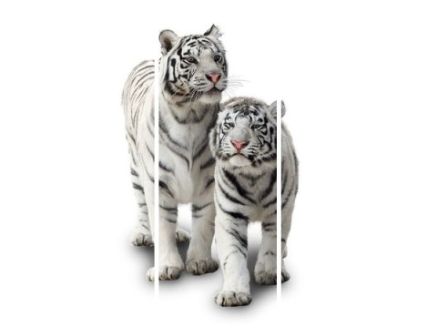 Obraz White tigers