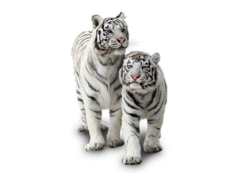 70x50cm Obraz White tigers   ścian  
