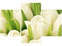 90x60cm obraz Delikatne tulipany      