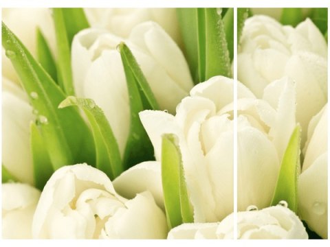 70x50cm Delikatne tulipany dwój obraz     niesymetryczny