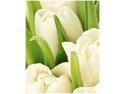 40x50cm Delikatne tulipany obraz      
