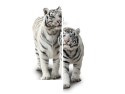 Obraz White tigers