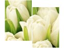 80x70cm Delikatne tulipany duo obraz      