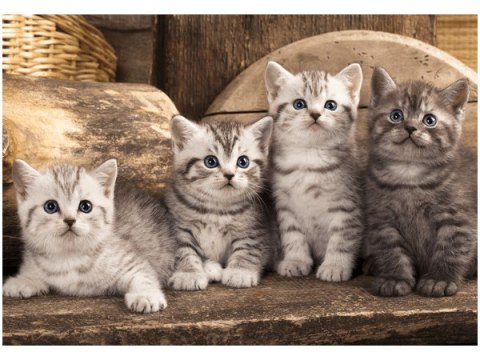 Obraz druk koty brytyjskie kocięta kotki