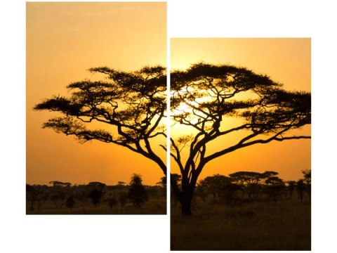 80x70cm Akacja Serengeti duo obraz      