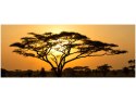 100x40cm Akacja Serengeti  obraz       drewno