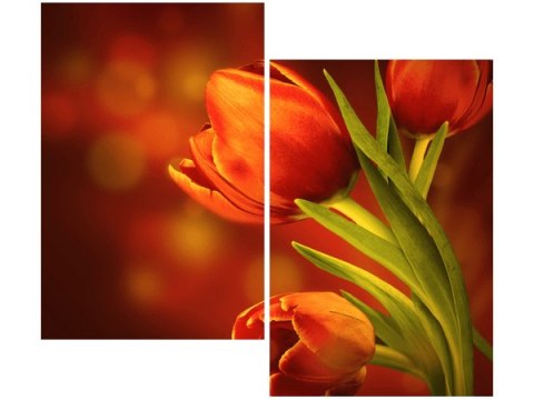 80x70cm Czerwone tulipany duo obraz      