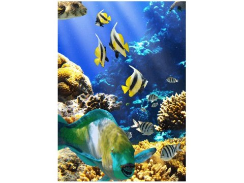 50x70cm Rafa koralowa obraz pion   ścian  