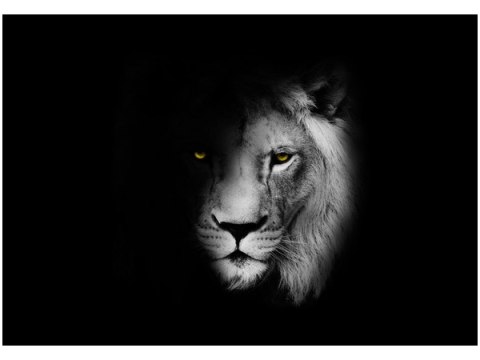 Obraz druk Duch mrok lew cień czarno-biały 