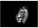 70x50cm Obraz Duch mrok lew cień czarno-biały    ścian  