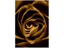 50x70cm Róża venge obraz pion   ścian  