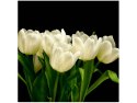 50x50cm Białe tulipany   Mark Freeth obraz      