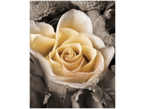 40x50cm Delikatna róża obraz      