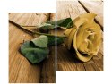 80x70cm Ciekawa róża duo obraz      