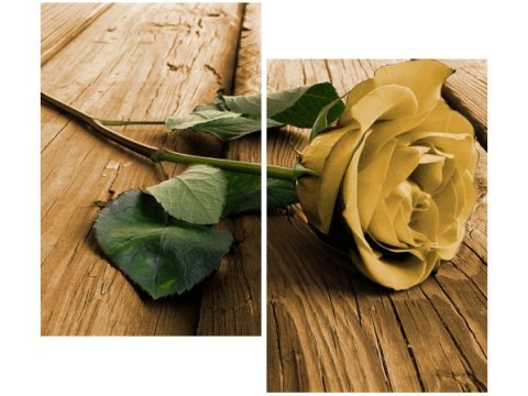 80x70cm Ciekawa róża duo obraz      