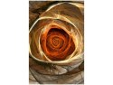 40x60cm Świetlista róża obraz      