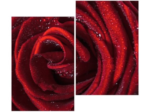 80x70cm Bordowa róża duo obraz      