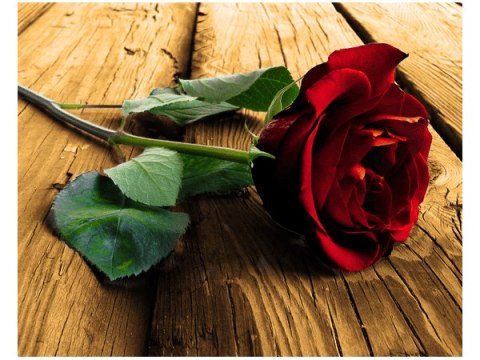 40x50cm Róża ukochanej obraz      