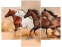 Obraz Konie biegnące galopem