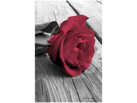40x60cm Zniewalająca róża obraz      