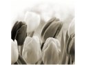 50x50cm Tulipany obraz      