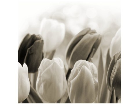 50x50cm Tulipany obraz      