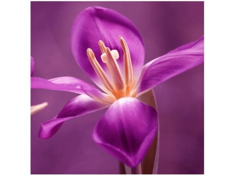 50x50cm Obraz Lilian Lilia fioletowa kwiat       drewno