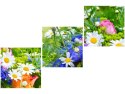 Obraz ogród o poranku kwiaty natura 