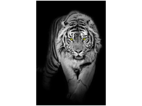 40x60cm Obraz Tiger in the dark      