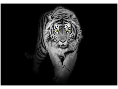 Obraz druk Tiger in the dark