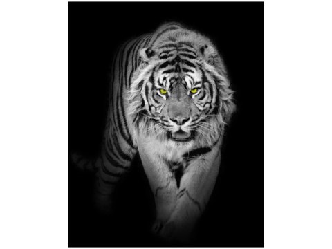 40x50cm Obraz Tiger in the dark obraz      